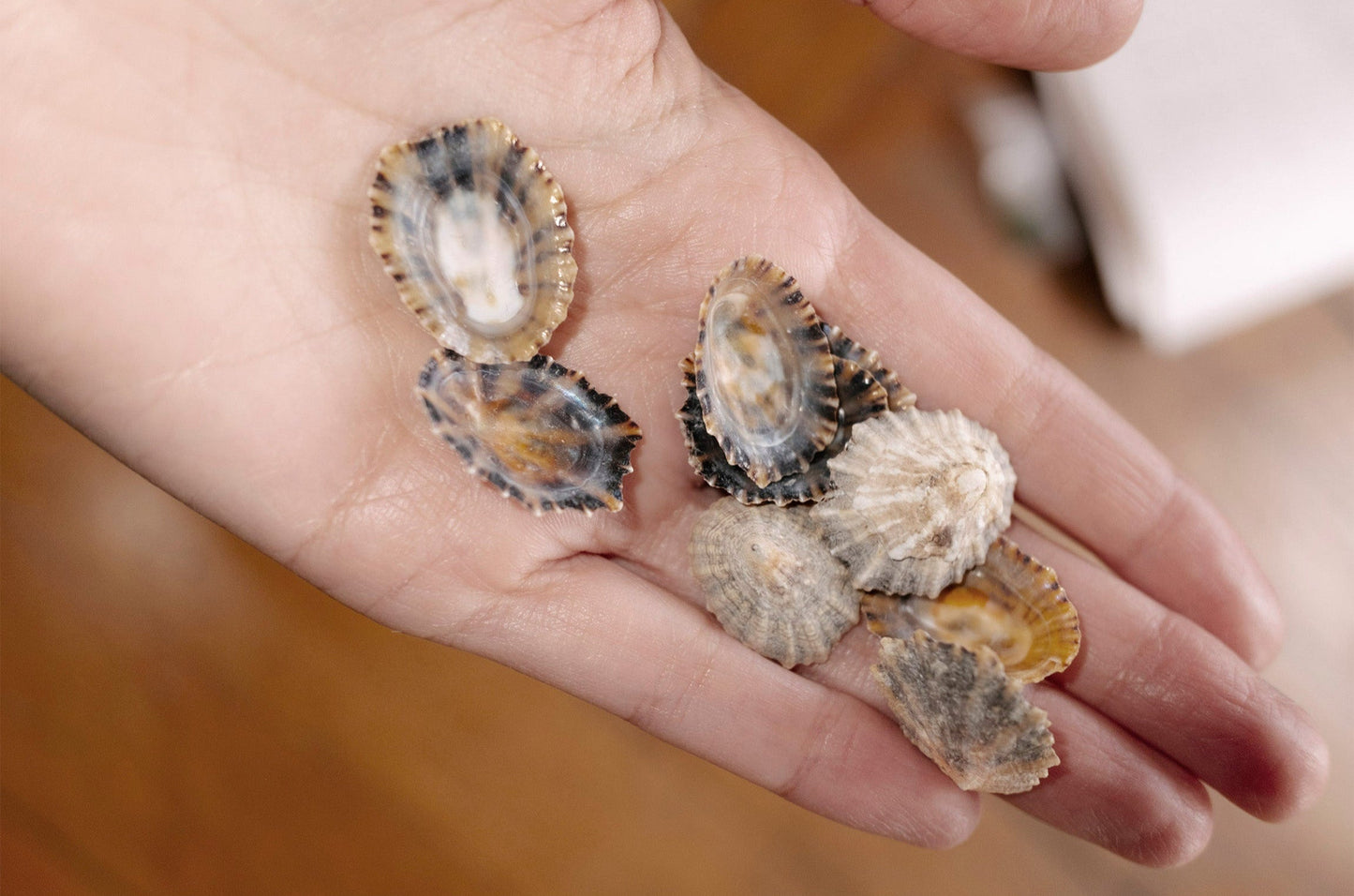 llampara natural shell ring process